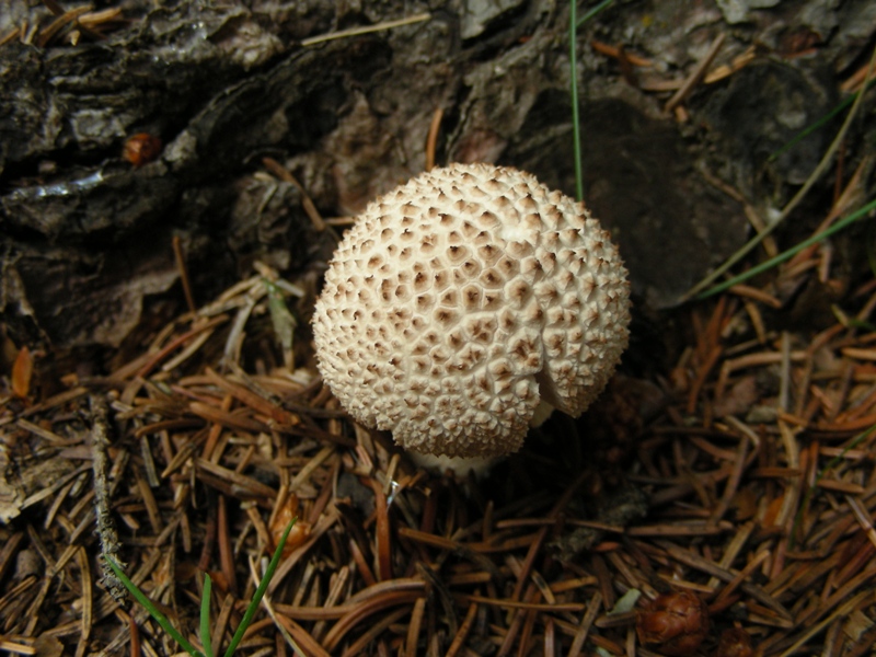 Abetaia di montagna secondo atto